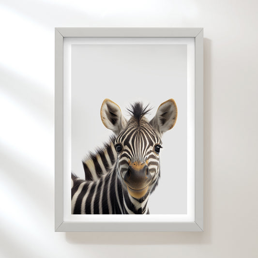 Baby Zebra Art Print